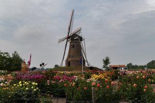 Joost van Oostrum opent spectaculaire Dahliatuin Rekken