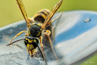 zijn-er-echt-zo-weinig-wespen-dit-jaar?-jij-kan-het-antwoord-geven