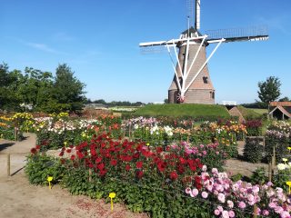 Corsoviering zondag 18 augustus Rekken